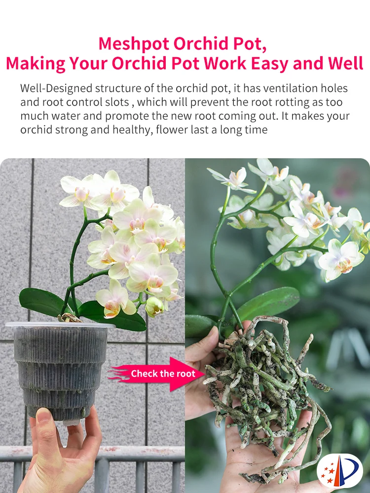Meshpot Home Decoration Clear Orchid Pots with Holes Cattleya Dendrobium  Orchid Plants Pot Cachepot in 10cm 12cm 15cm - AliExpress 15