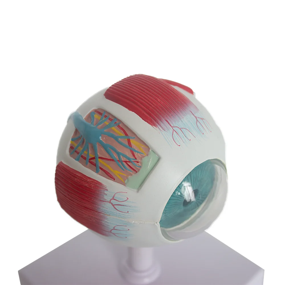 

Removable 6-part medical ophthalmic organ model 6x enlarged eye education model