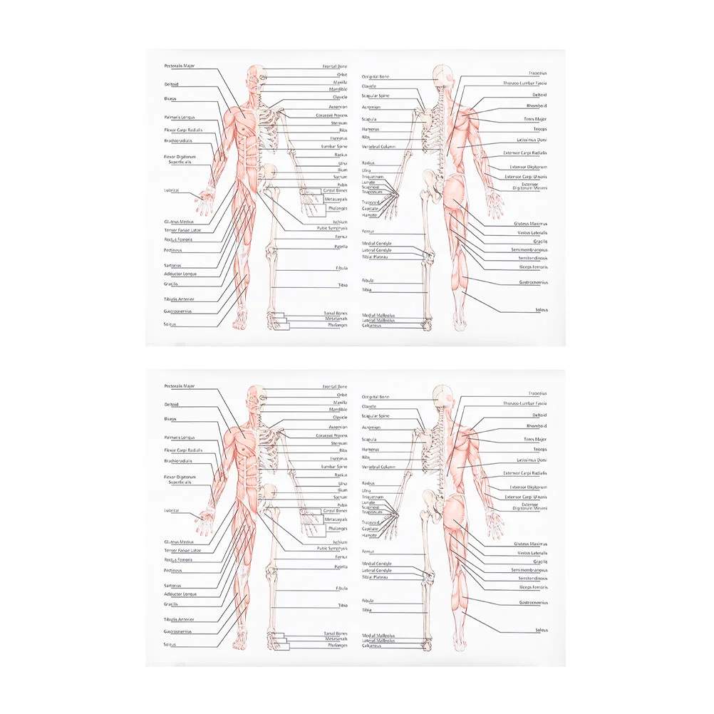 

2 Pcs Poster Science Anatomy Skeletal System Bone Figure Muscle Diagram Teaching Painting Picture