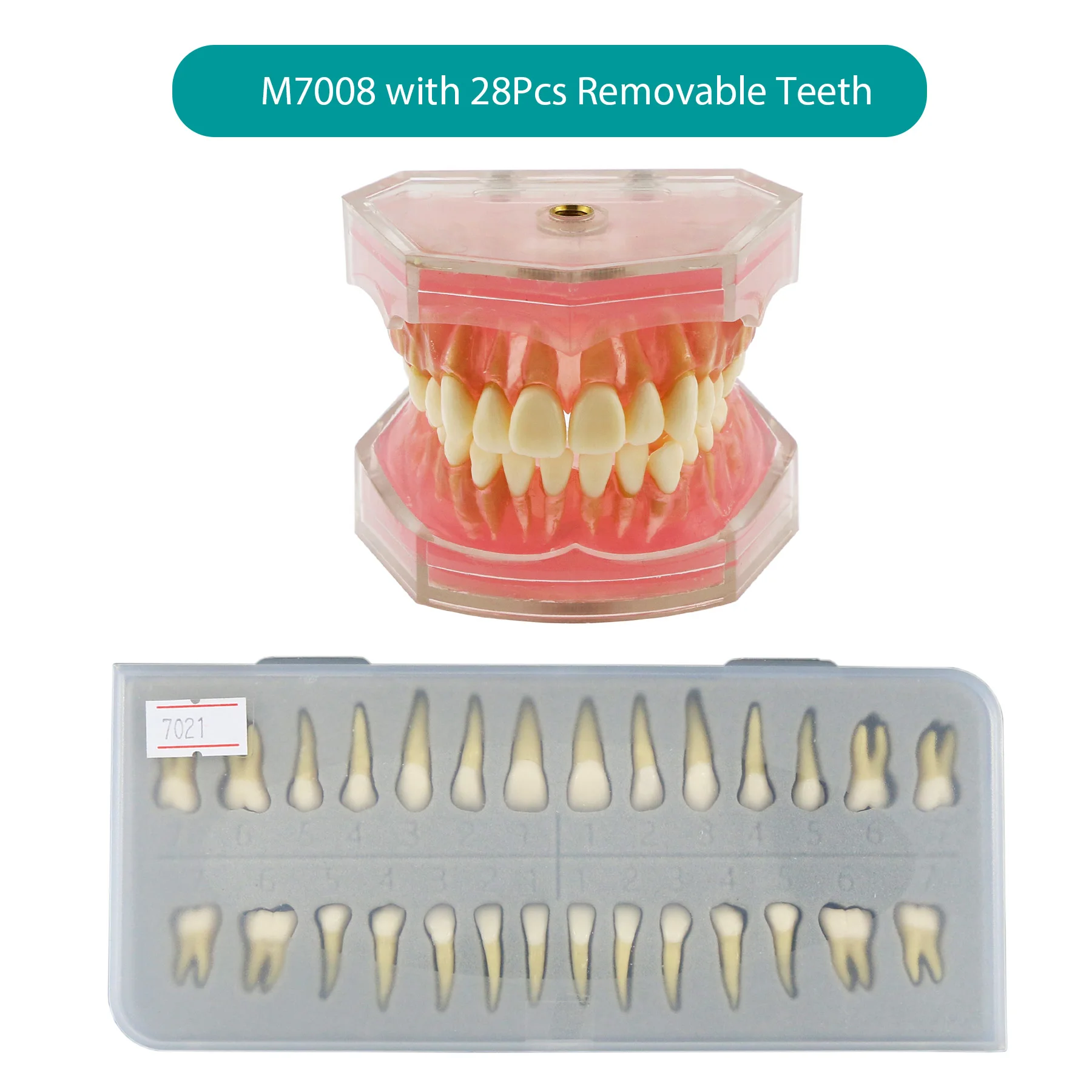 Dental Typodont Practice Removable Standard Teeth Model M7008 with Spare Teeth