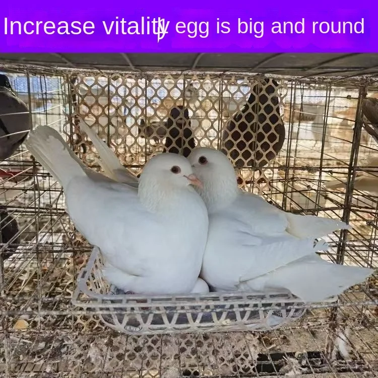 Female pigeon male pigeon increase fertilization improve egg health parrot general breeding pigeon treasure 50g