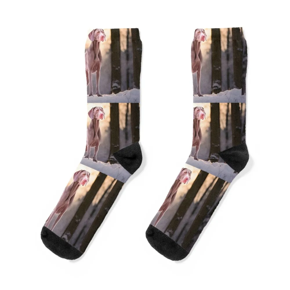 Weimaraner dog breed in snow nature photography Socks