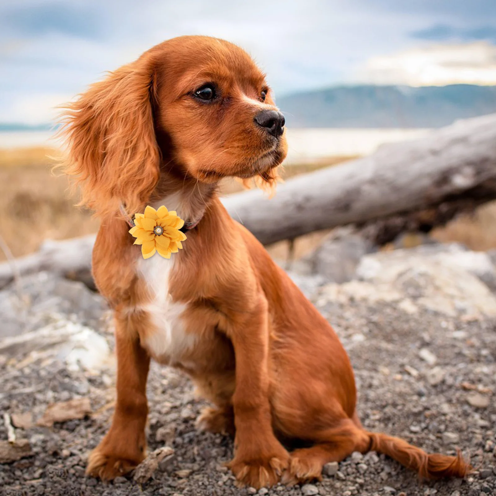 

20Pcs Pet Collar Flowers Cloth Lotus Multi-Color Rhinestone Dog Flower Charms for Grooming Puppy Cat Collar Decorations