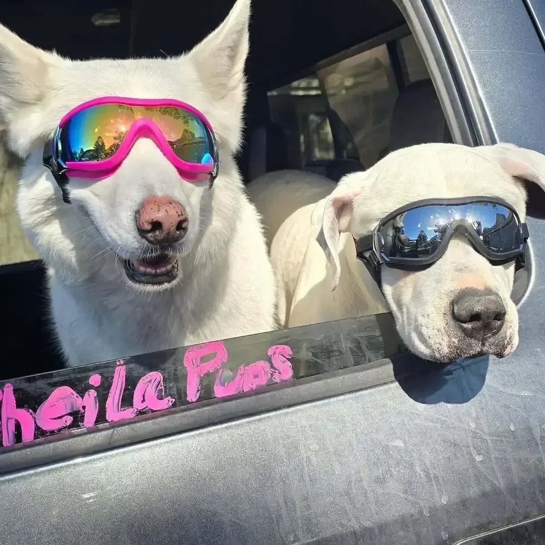 HOT Ventilated Dog Goggles UV Wind Dust Proof Pet Sunglasses Dual Adjustable Straps Eye Protection for Driving Biking S/M/L Dogs