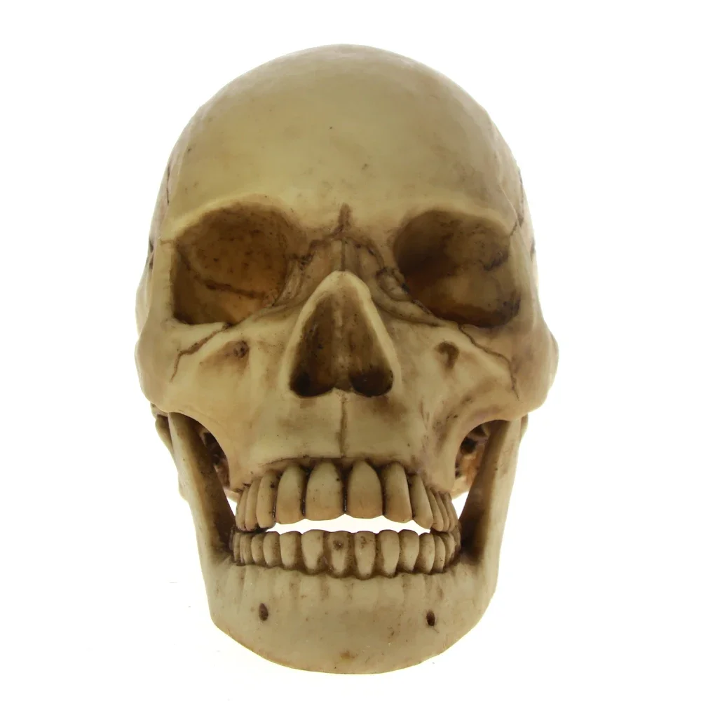 [MGT]Halloween Horror Life Dead Skull With Moving Jaw Skeleton Cranmiun Head with Movable Mandible Skull Cranium Sculpture