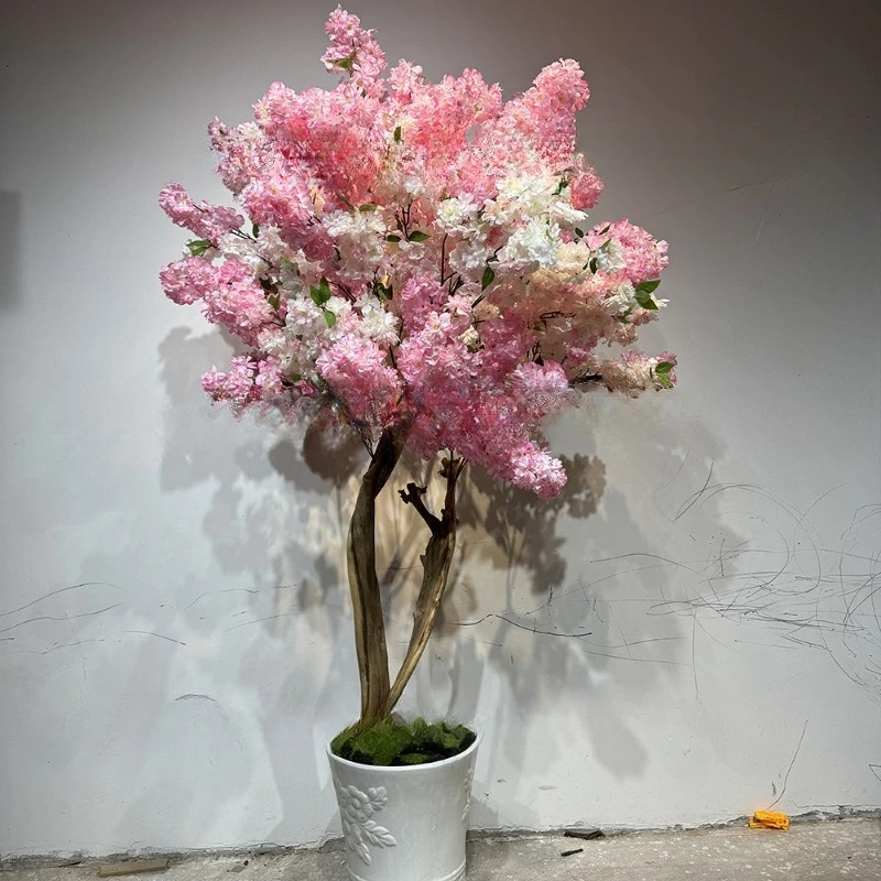 Real Cherry Blossom Tree Scenic Area Ornamental Point Cherry Blossom Tree Solid Wood Cherry Blossom Tree