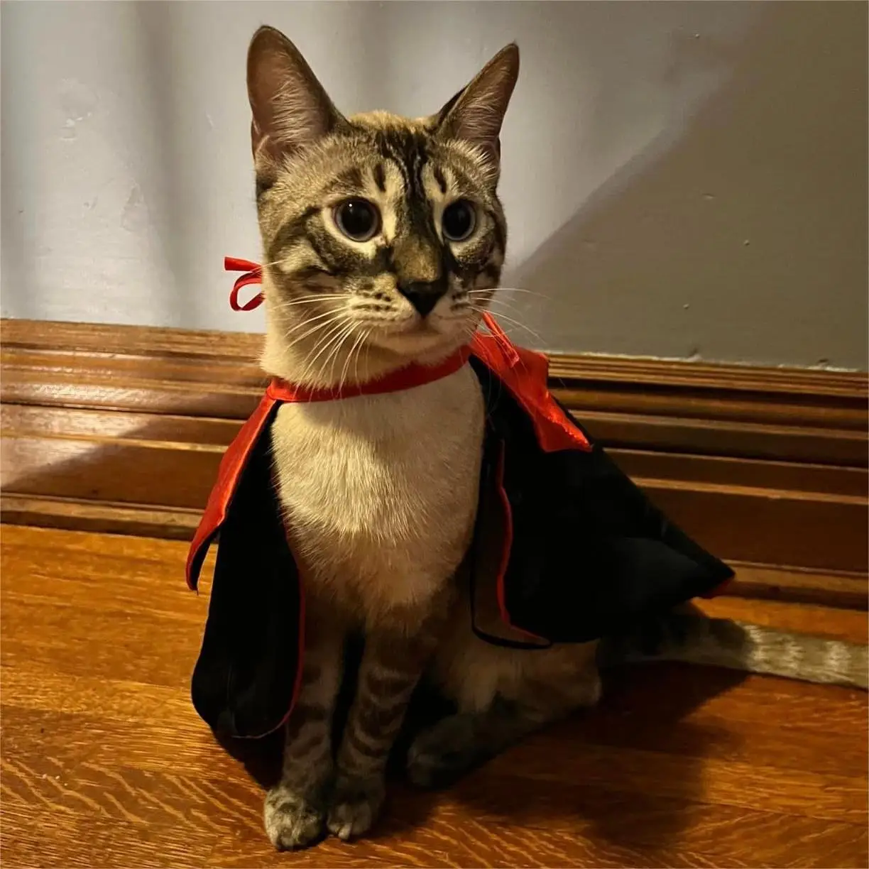 TONG 애완견 할로윈 코스튬 개 고양이 의상, 소형견 코스프레 뱀파이어 망토, 개 고양이 옷 망토, 애완동물 용품