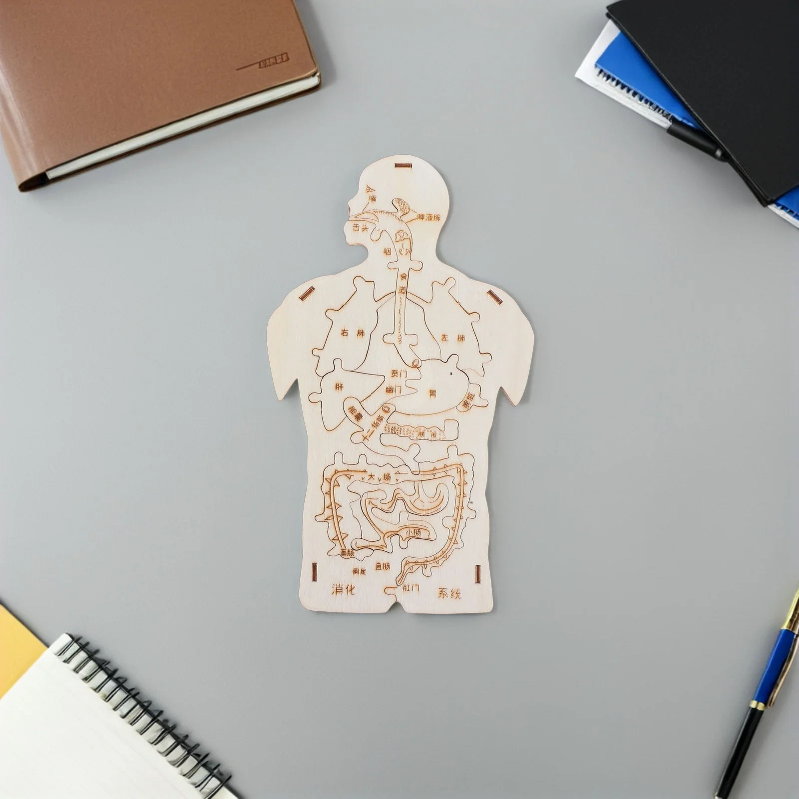 3 Pcs Wooden Plug Anatomy Toy Equipment Children Body Organs Cognitive Tool Toys