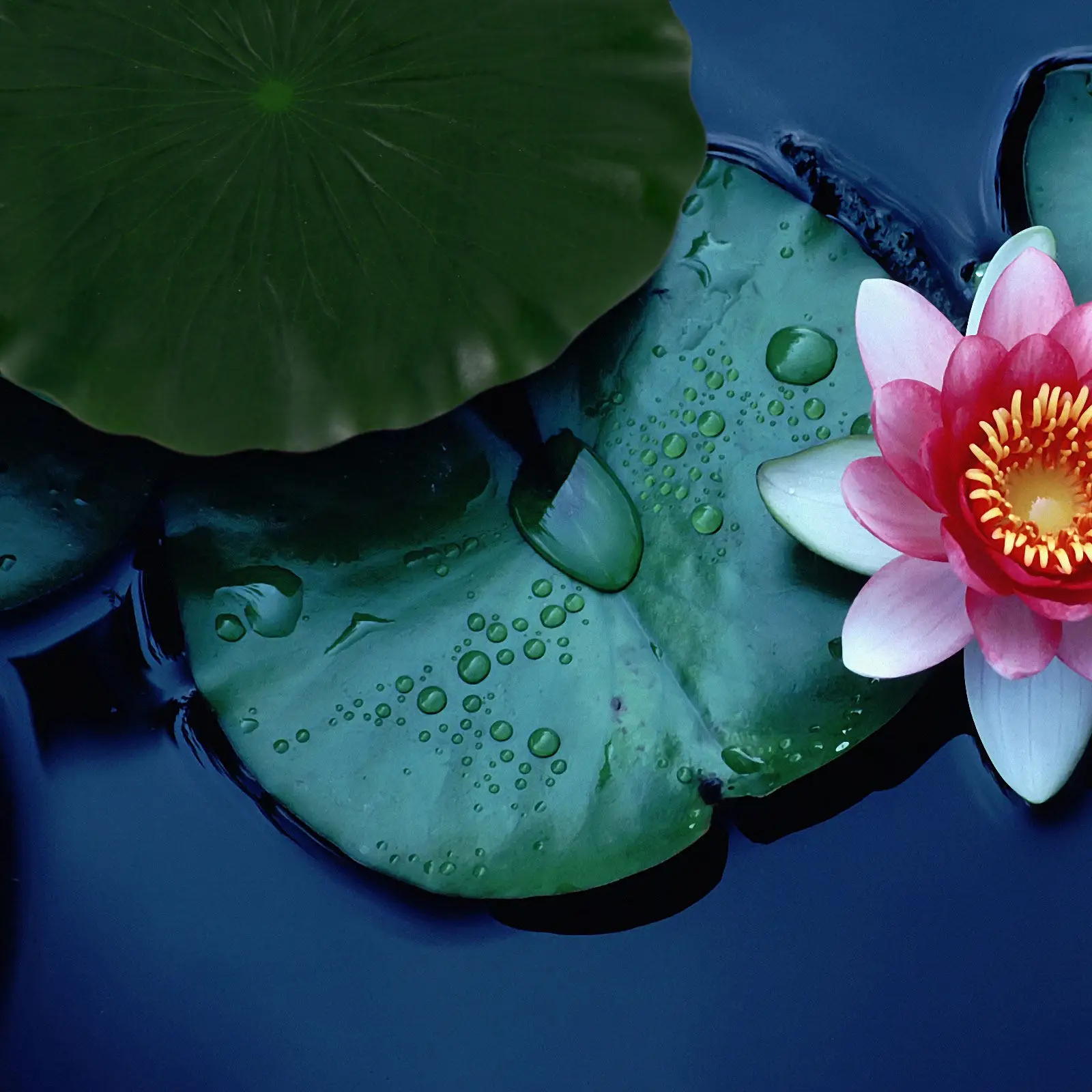 9Pcs Lifelike Lotus Foliage Eva Artificial Water Lily Ornaments for Pool Pond Aquarium Decor Natural Landscape Background Props