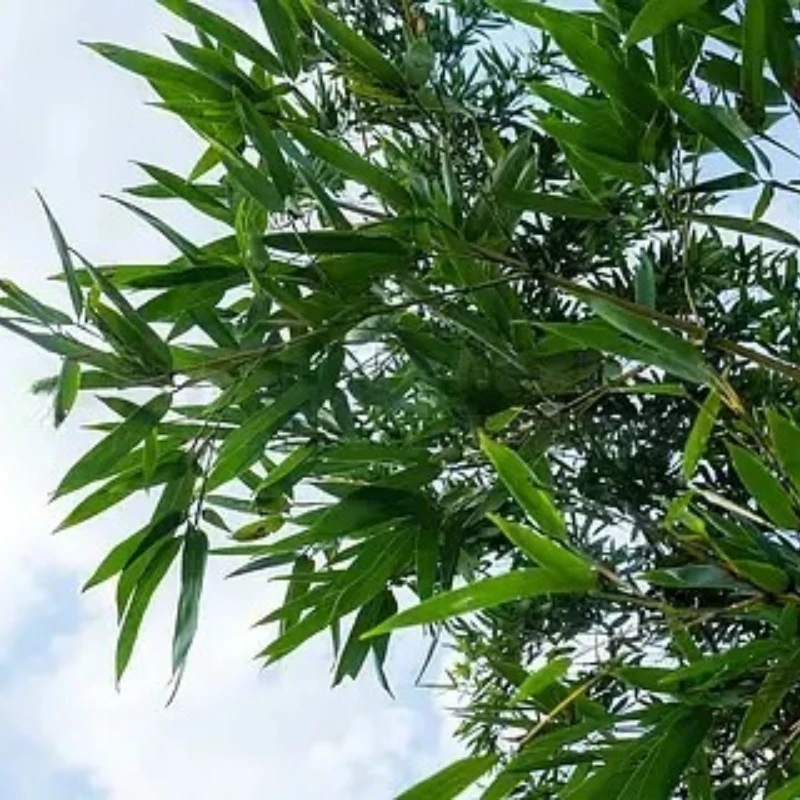 

GEPRC RAD Whoop 5,8G VTX 32CH PitMode 25 МВт 100 МВт 200 МВт 400 МВт Регулируемый 25,5X25,5 мм для FPV Freestyle Cinewhoop Канальный дрон