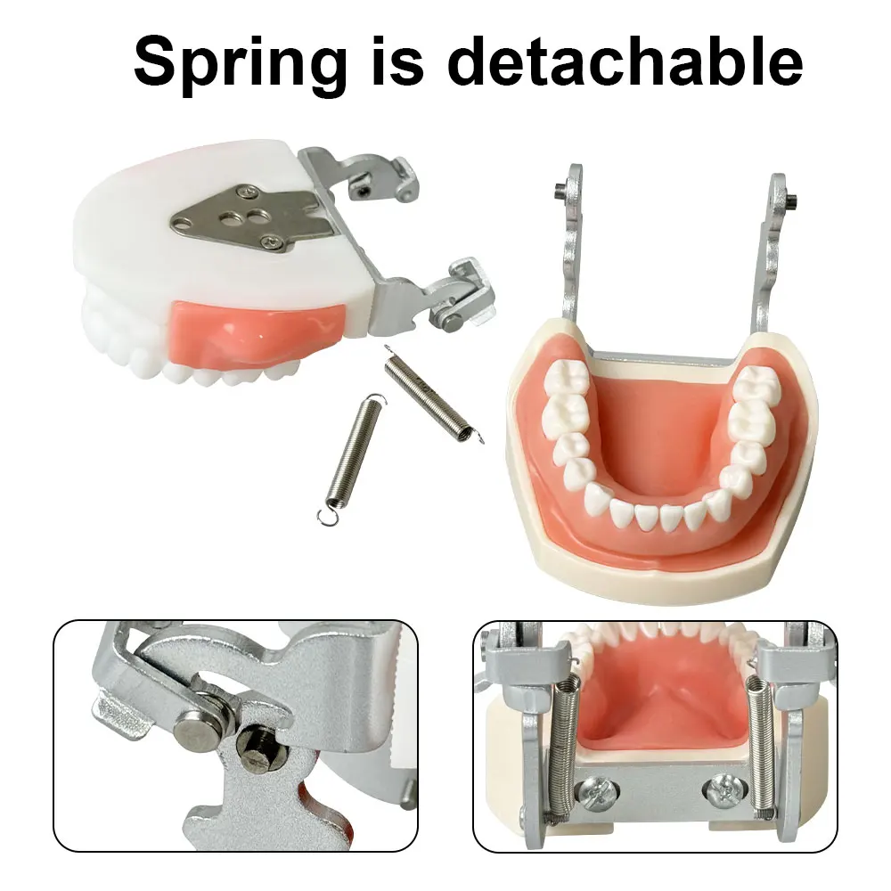 Dental Abscess Incision Drainage Lump Replaceable Soft Gum Denture Model for Dentistry Student Simulation Practice Education