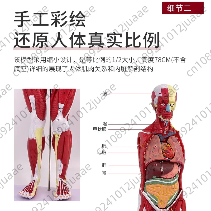 80CM Human Whole-body Muscle Model Visceral Organ Anatomy Tissue Disassembly Movement Muscle and Visceral Anatomy