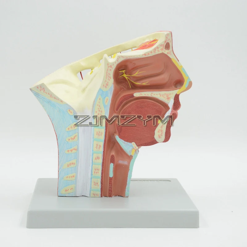 Human Head Anatomy with Cerebral Artery Model Human Head Anatomical Model for Science Classroom Education Study Teaching Display