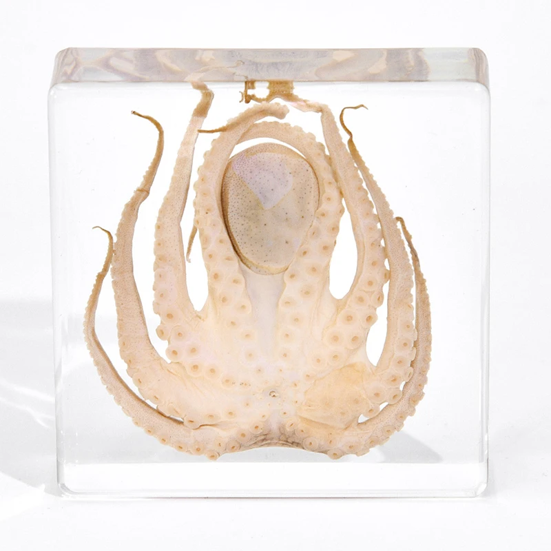 Real Octopus Tortoise Animal Specimen In Resin For Science Classroom Science Education Great Gift For Fans Of Taxidermy