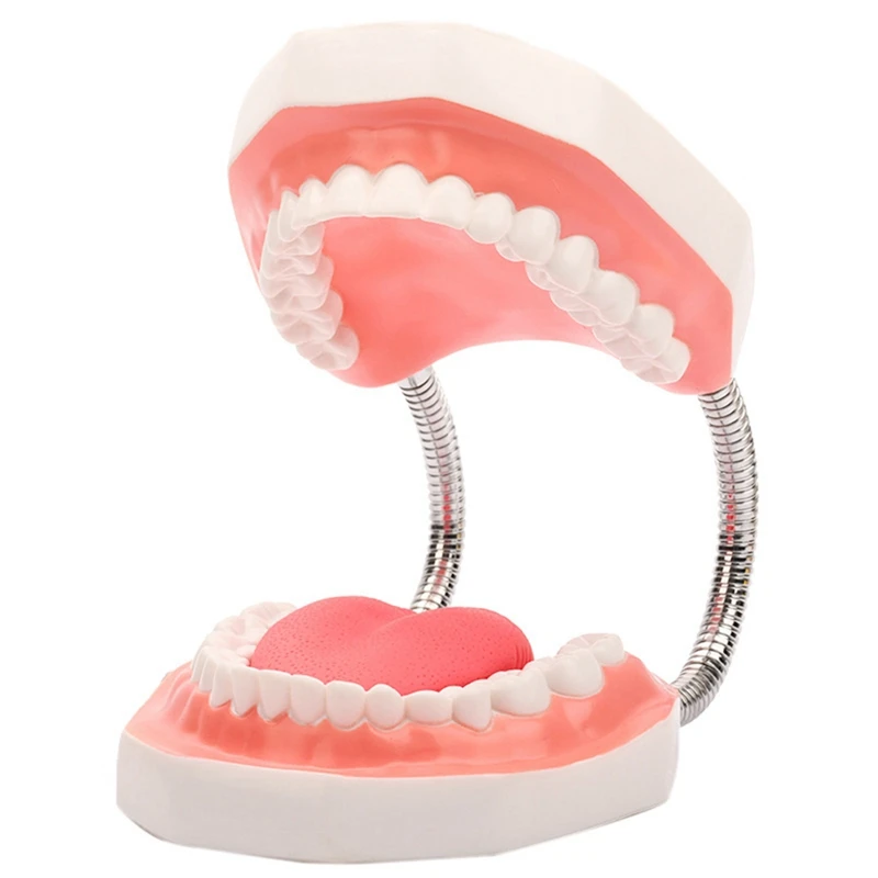 Teeth Mouth Model 6X Enlarged With Metal Hinge, Complete Set Teeth And Removable Tongue, PVC Speech Therapy Tool, Easy To Use