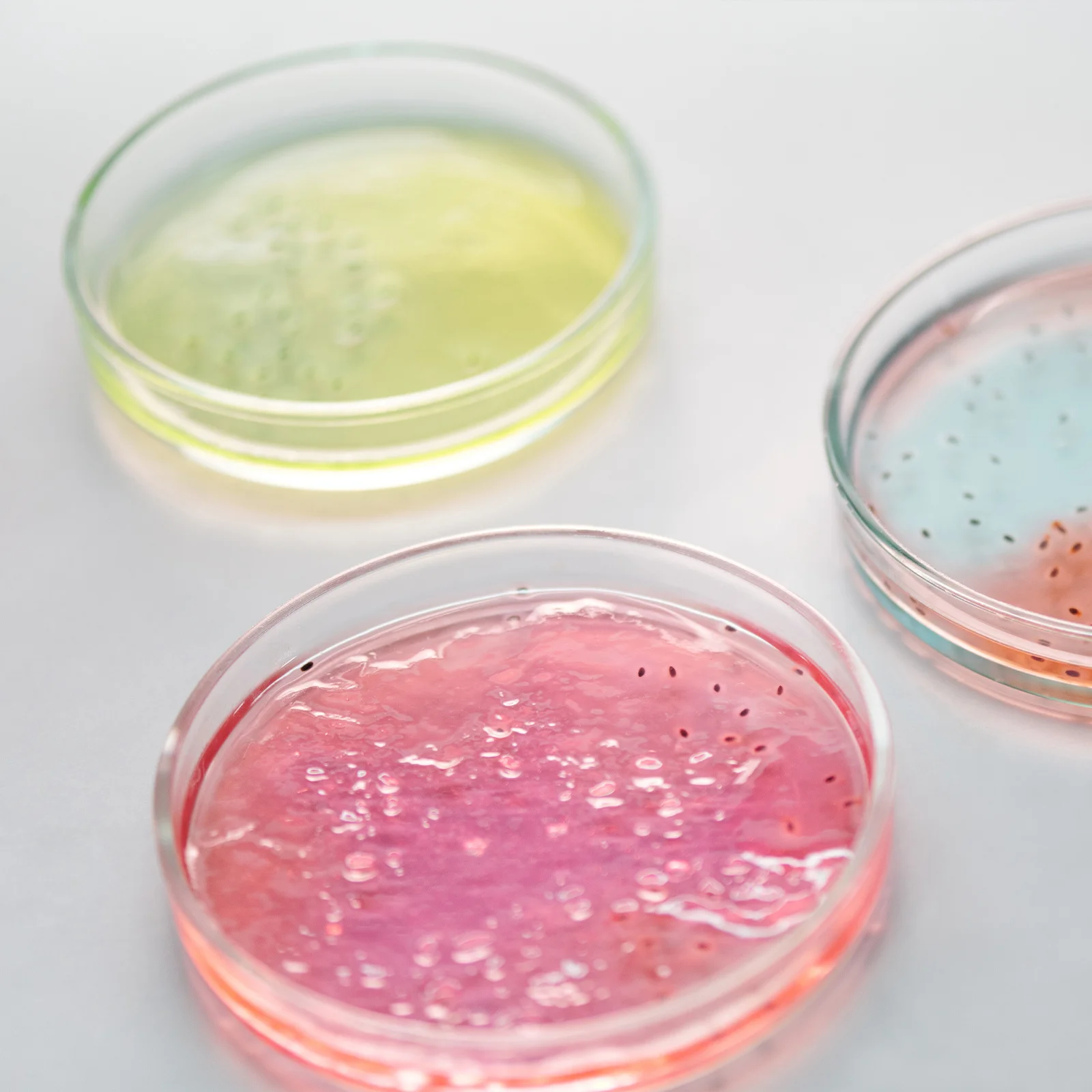 

Laboratory Glass Petri Dish Heat Resistant Flat Bottom Culture Plate Durable Lightweight Agar Plates Science Supplies