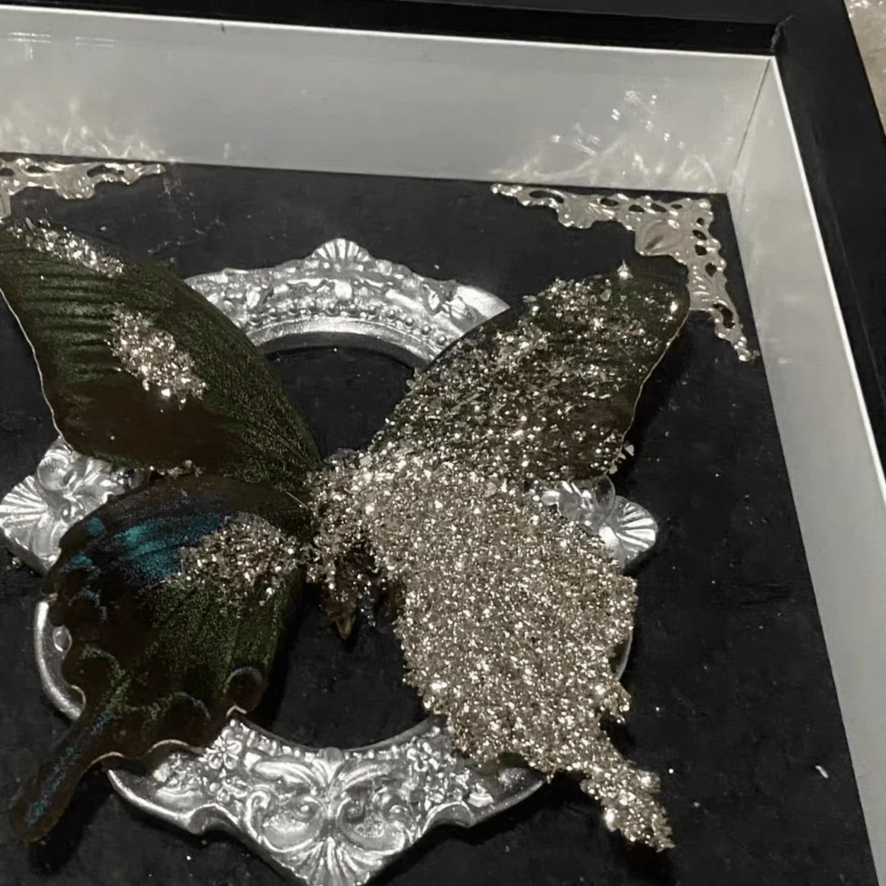 Green Banded Swallowtail Butterfly, Baroque Shadow Box with Hand Applied Silver Foil, Vintage Natural History Wall & Table Decor