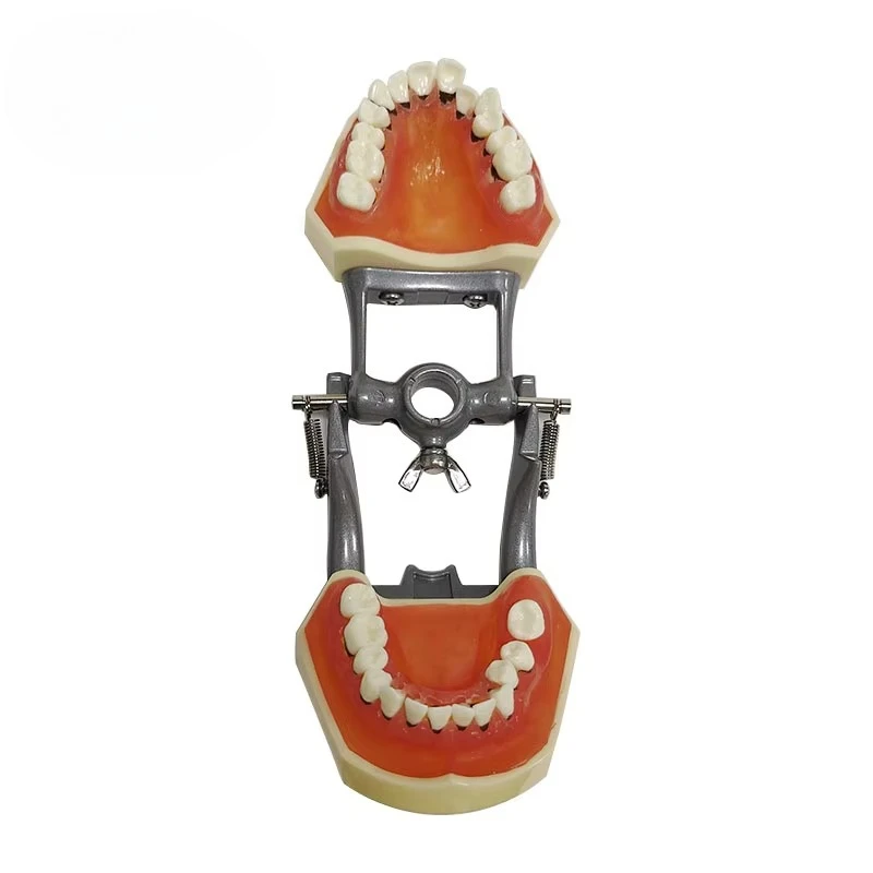 Periodontal Hard Gingival Pathology Model with Calculus