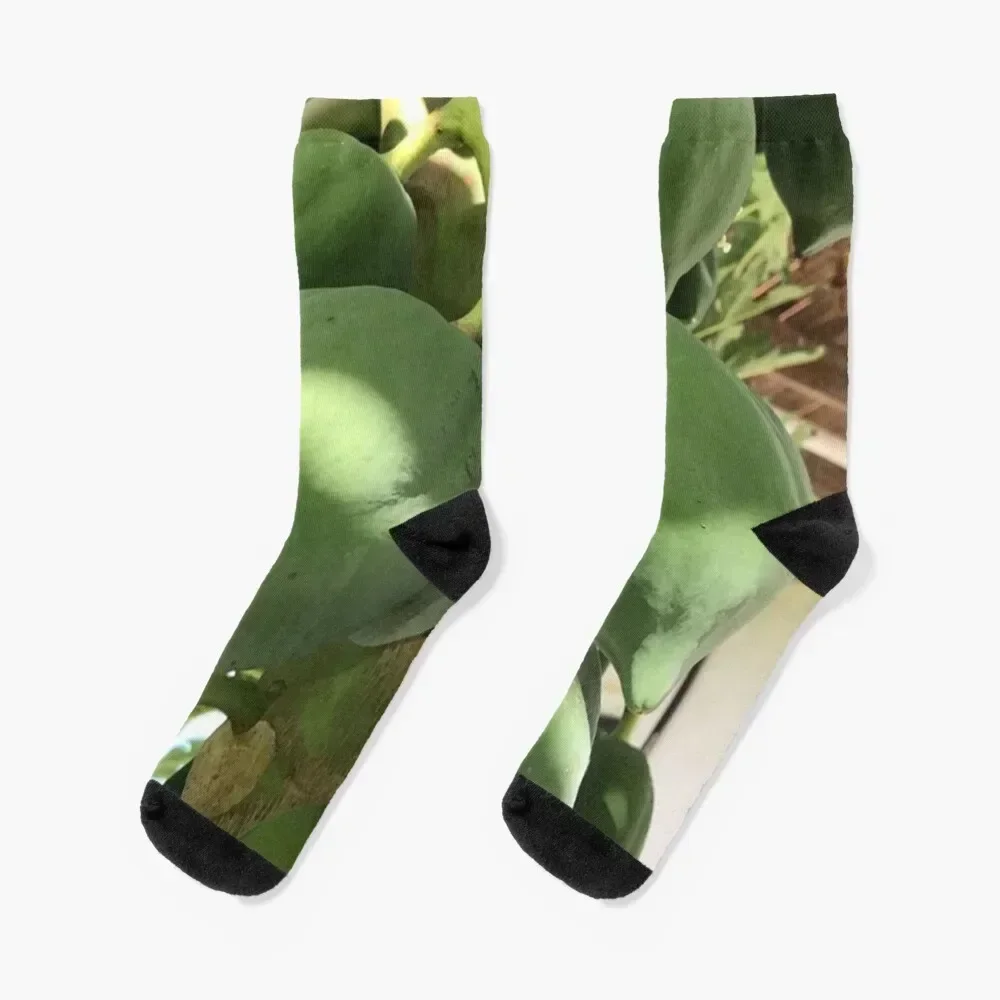 

Long Island Baha Green PapaYA Delight Socks Novelties luxury Sports Man Socks Women's