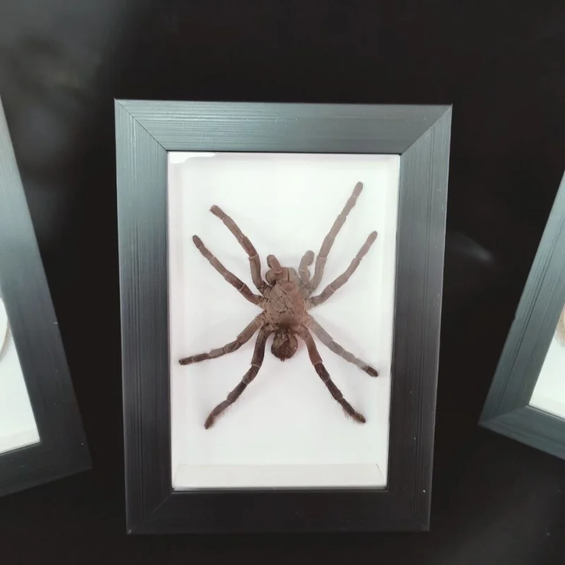 Living specimen Photo frame Spider specimen Children's teaching decorations Home decoration Wedding birthday gift