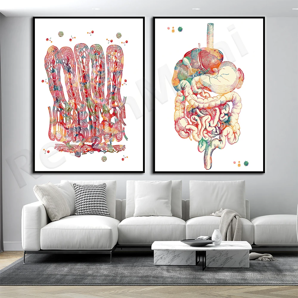 ملصق تشريح الجهاز الهضمي البشري، لوحة ألوان مائية للأمعاء، تشريح زهرة الأمعاء #2
