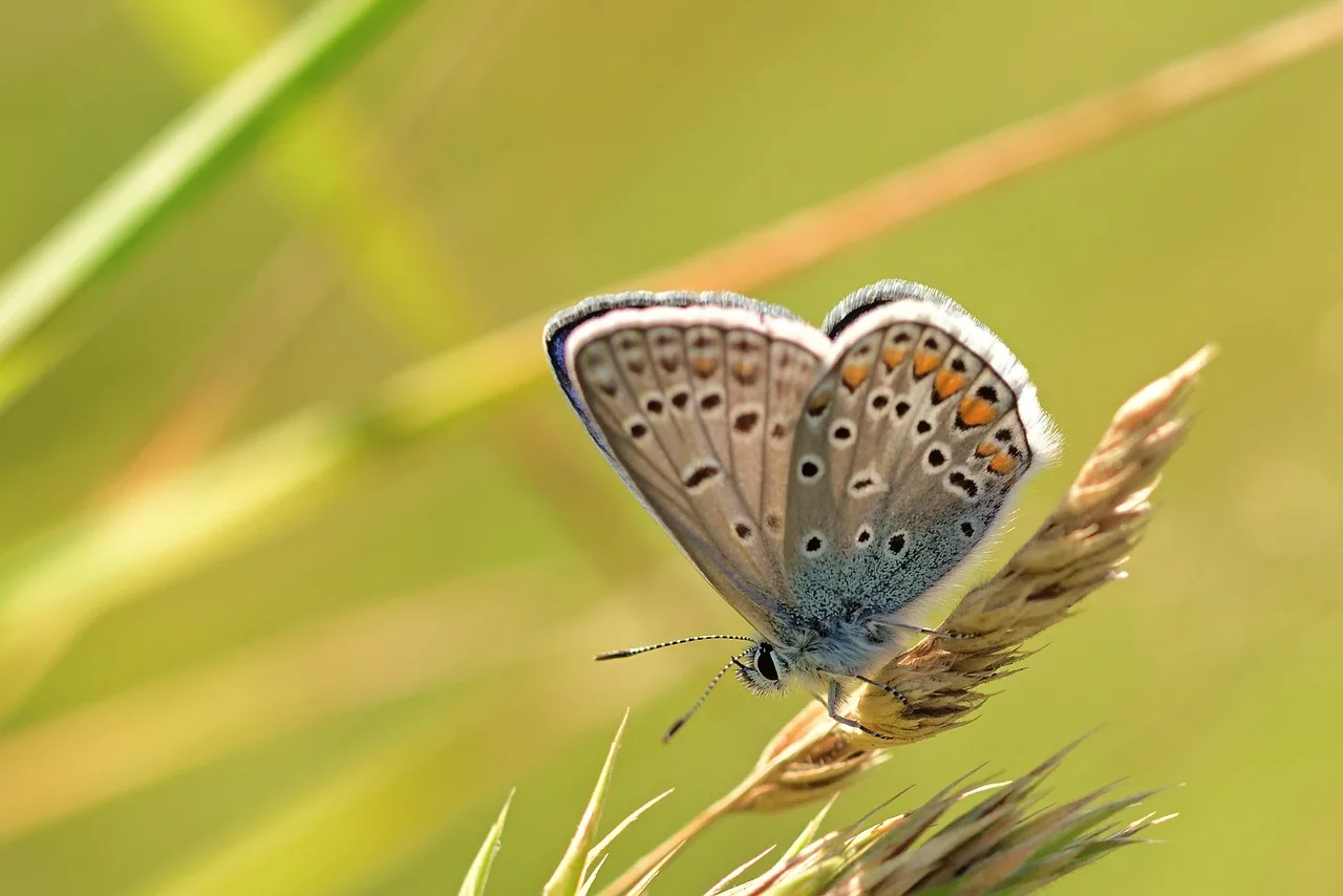 

High-Speed 4000KV 2847 Brushless Motor Upgrade Parts for JJRC Q130 SCY16101 Pro 16102 Pro 1/12 1/14 1/16 RC Car Replacement