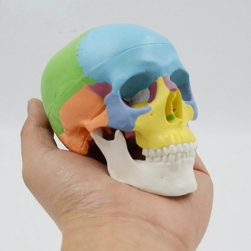 

Mini Color Skull Model, Removable 3-Part Oral Art Reference Skull Anatomy Teaching Aids Portable Skull