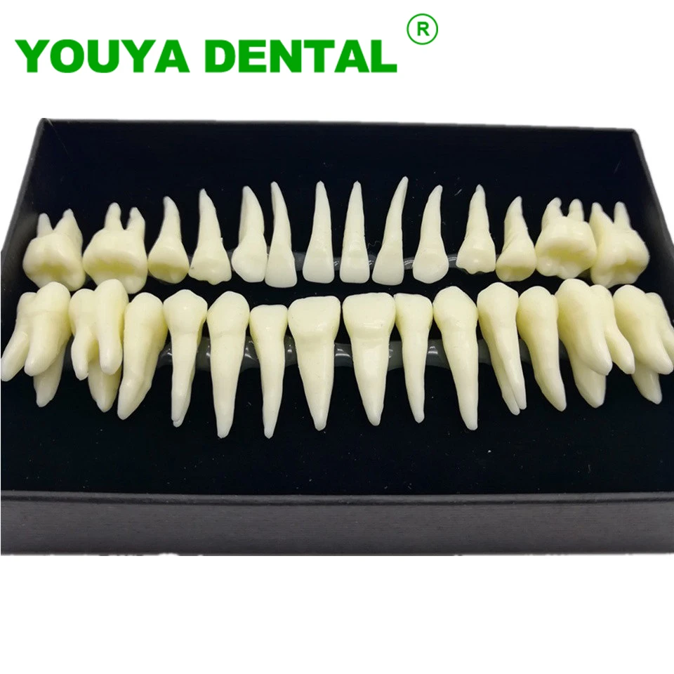 

28pcs/set Dental Teeth Model Adult Full Mouth Tooth Model Resin Permanent Tooth Typodont With Root Dentistry Dentistry Product