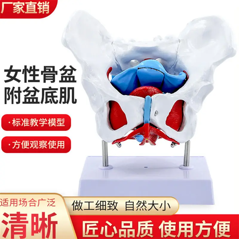 

Женский таз, модель мышц тазового дна, матка, яичники, обучающие средства для мышц, образовательные принадлежности, съемные, новые