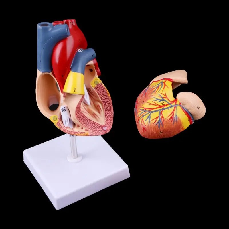 Herramienta enseñanza médica anatomía, modelo corazón humano anatómico desmontado