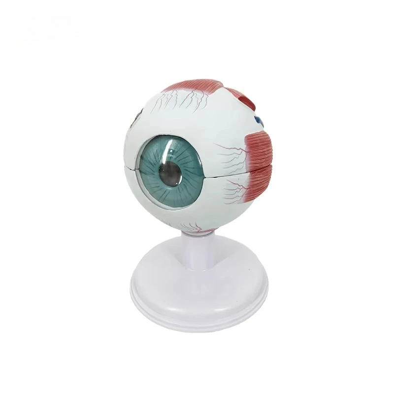 Eye 6 Parts Eye Orbital Anatomical Structure Model,