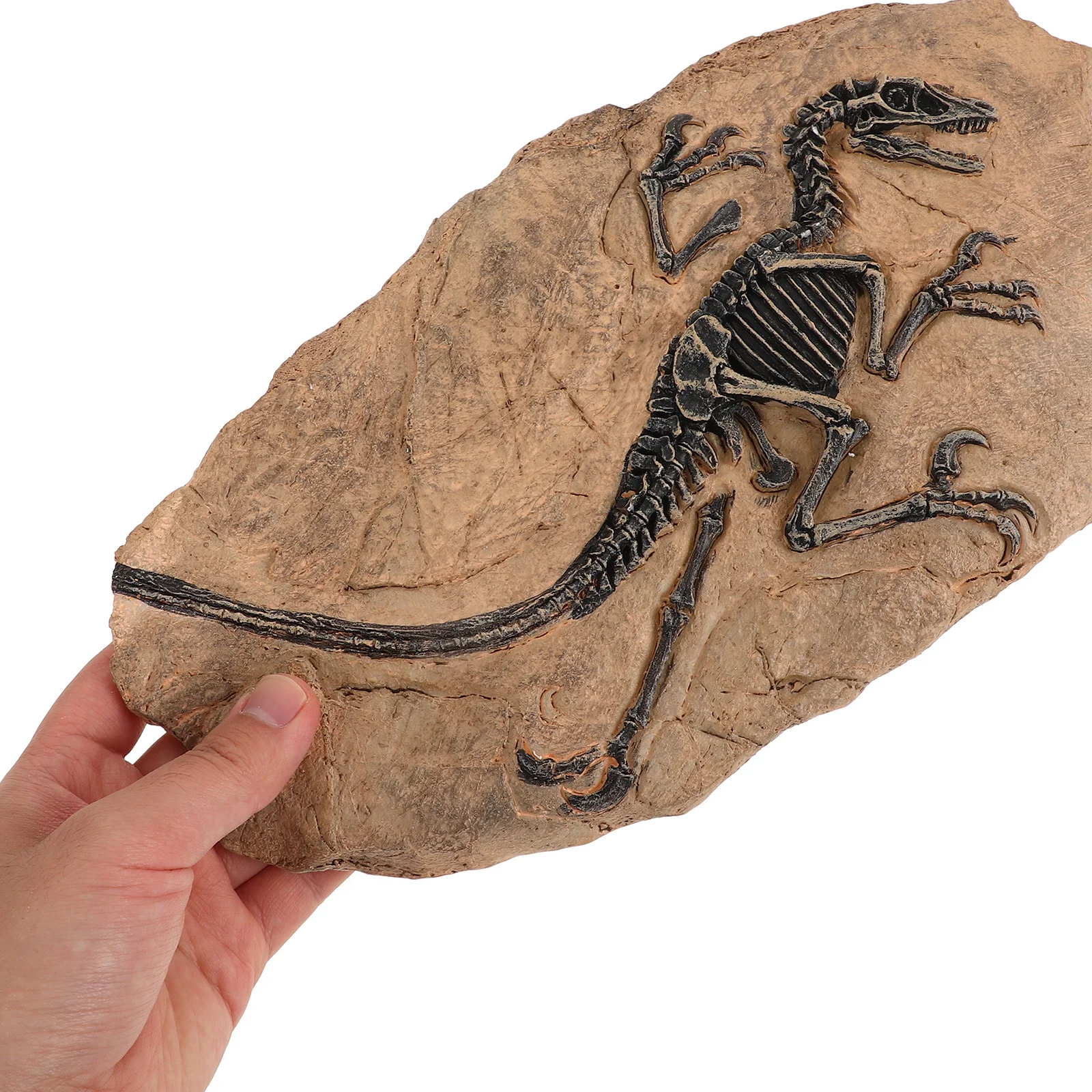 

1Set Dinosaur Fossil Decorations Resin Durable Home Table Decor Educational Specimen Dinosaur Fossil Adornment Fun Creative