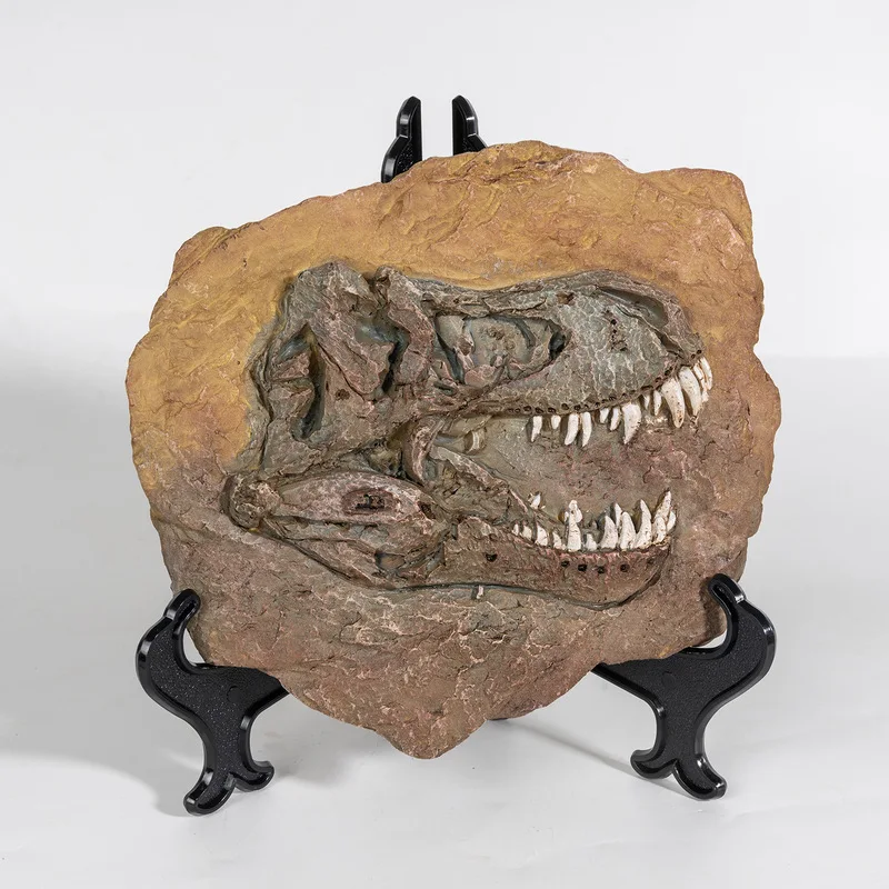 Dinosaur skull model, resin craft, zoo educational reference specimen, paleontological fossil, Megapodius wall decoration
