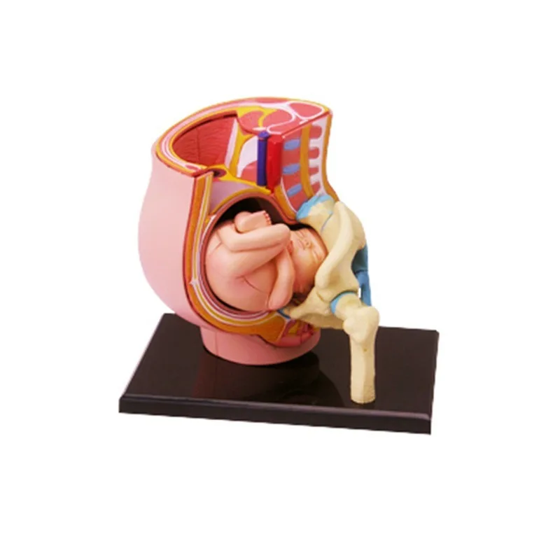 4D Human Anatomy Standard Pregnancy Pelvis Model Skeleton Medical Teaching Puzzle with Removable Foetus Assembling Toy