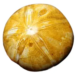 SEA URCHIN STAR FISH SAND DOLLAR JURASSIC AGE AGO-Crystal -1pc