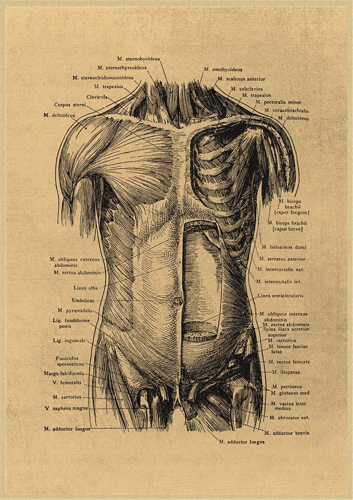 Vintage Human Anatomy Artwork Medical Wall Picture Muscle Skeleton Poster  Art Print Education Hospital Pharmacy Paintings