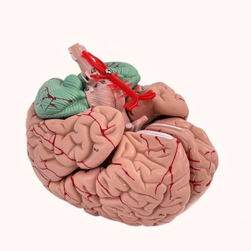 Medical Props Model 8- Parts Disassembled Anatomical Human Accurate Brain Model Anatomy Structure For Medical Teaching Tool