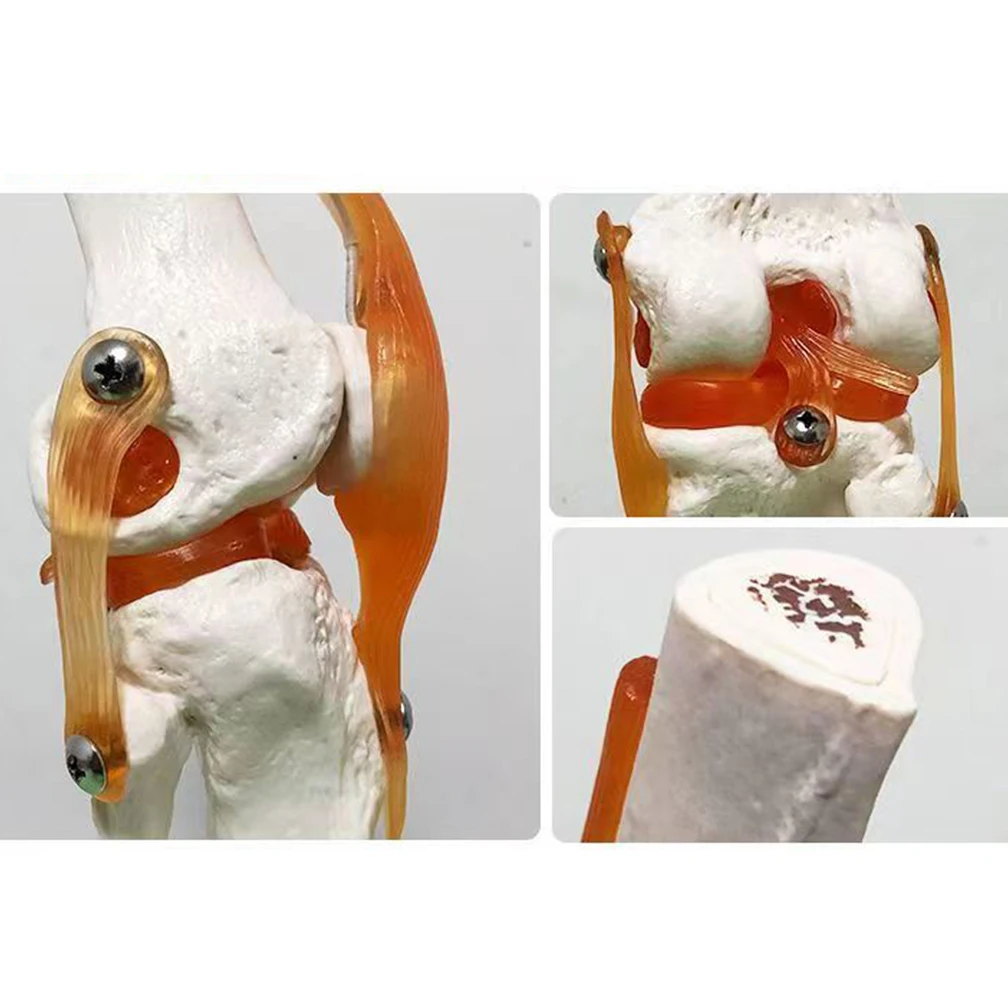 1:1 Lifesize Adult Human Knee Joint Anatomy Model Medical Science Teaching Resources Student Anatomia Humana Cassroom Supplies