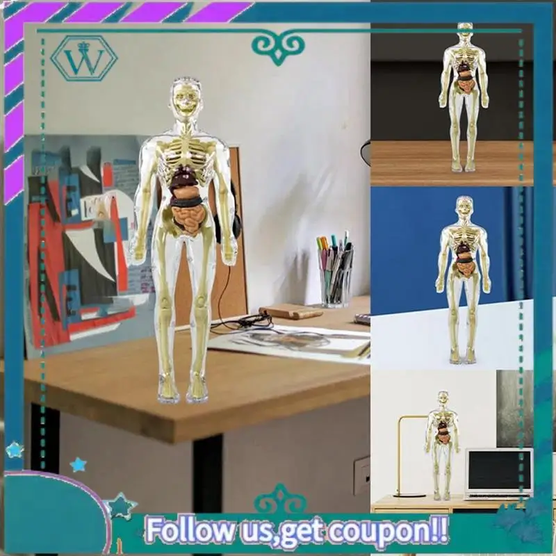 3D Human Body Torso Model Anatomy Model Skeleton DIY Skeleton Toy Human Body Model Removable Parts