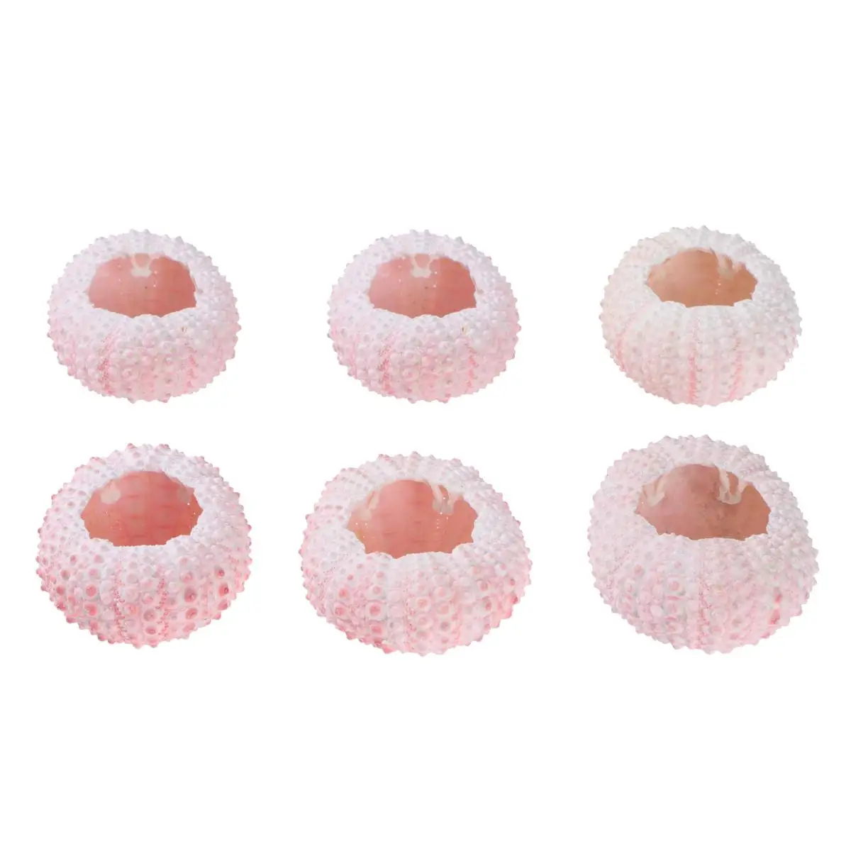 

6 Pcs Sea ​​ Shell DIY Hand Craft Material Natural Planting Holder Tillandsia Plants Container Shells
