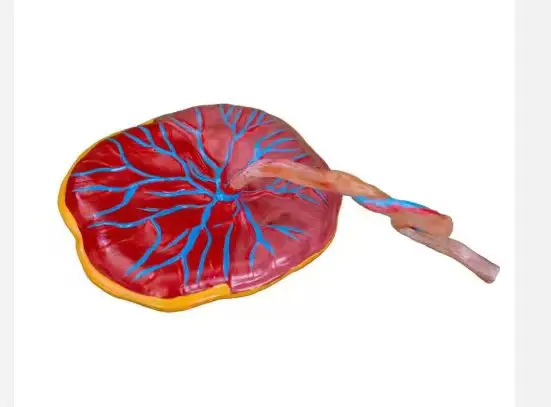 

Усовершенствованная модель анатомии плаценты для медицинского обучения