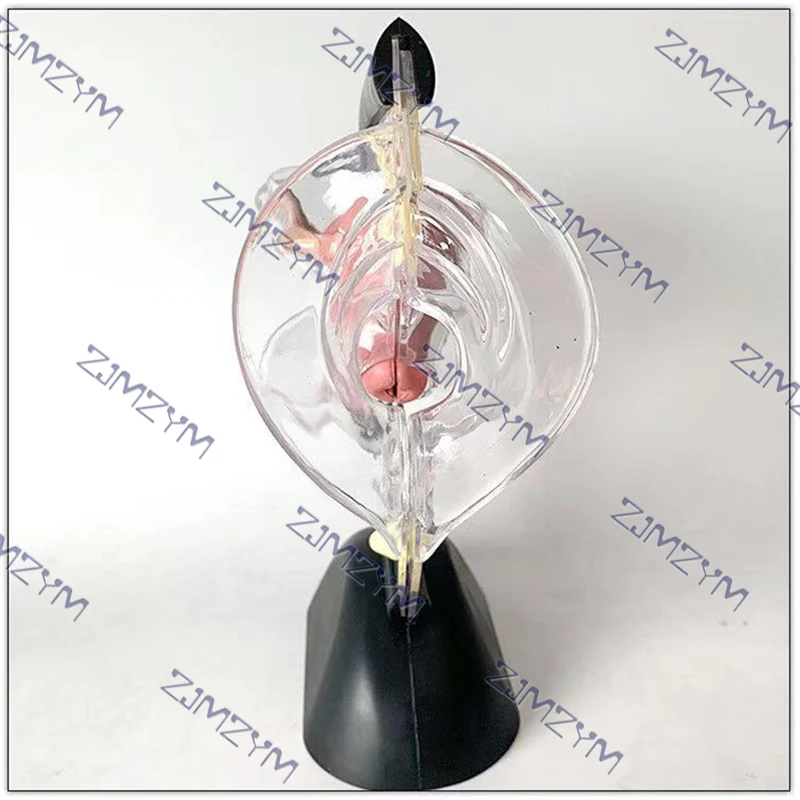 Female Reproductive System Model Transparent Uterus Model Female Anatomical Model For Medical Teaching Presentations