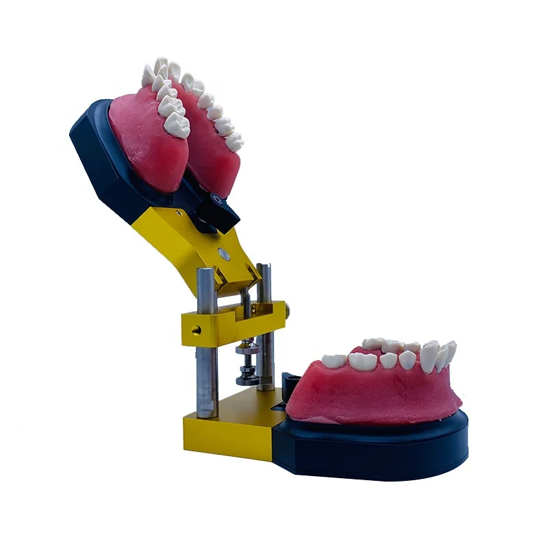 Aparato de ortodoncia YTYIN, equipo de soporte de Metal para enseñanza, soporte totalmente de Metal, modelo de dientes, modo modelo Ortho