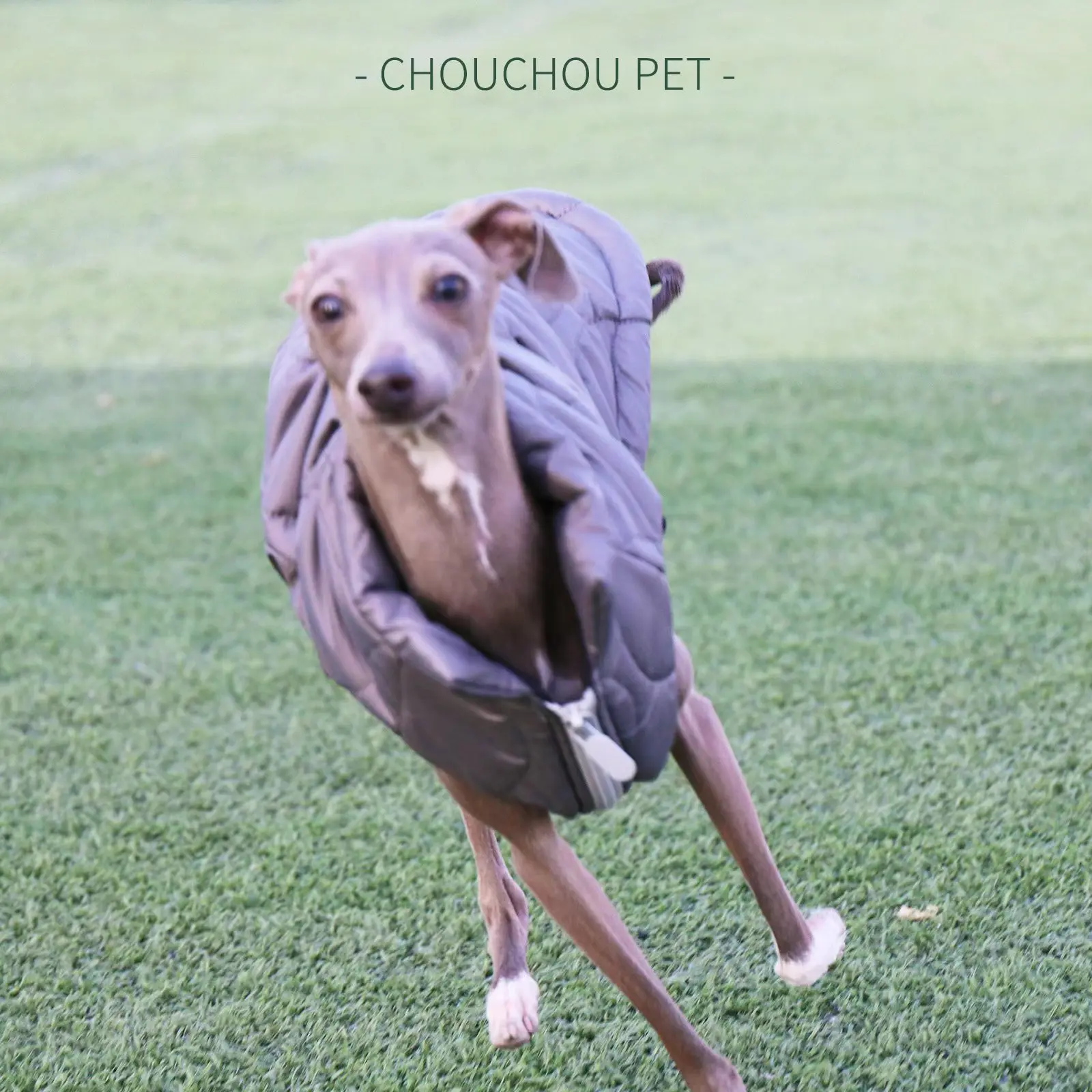 Iggy-jacket with zipper, warm cotton jacket, Italian Greyhound, for spring