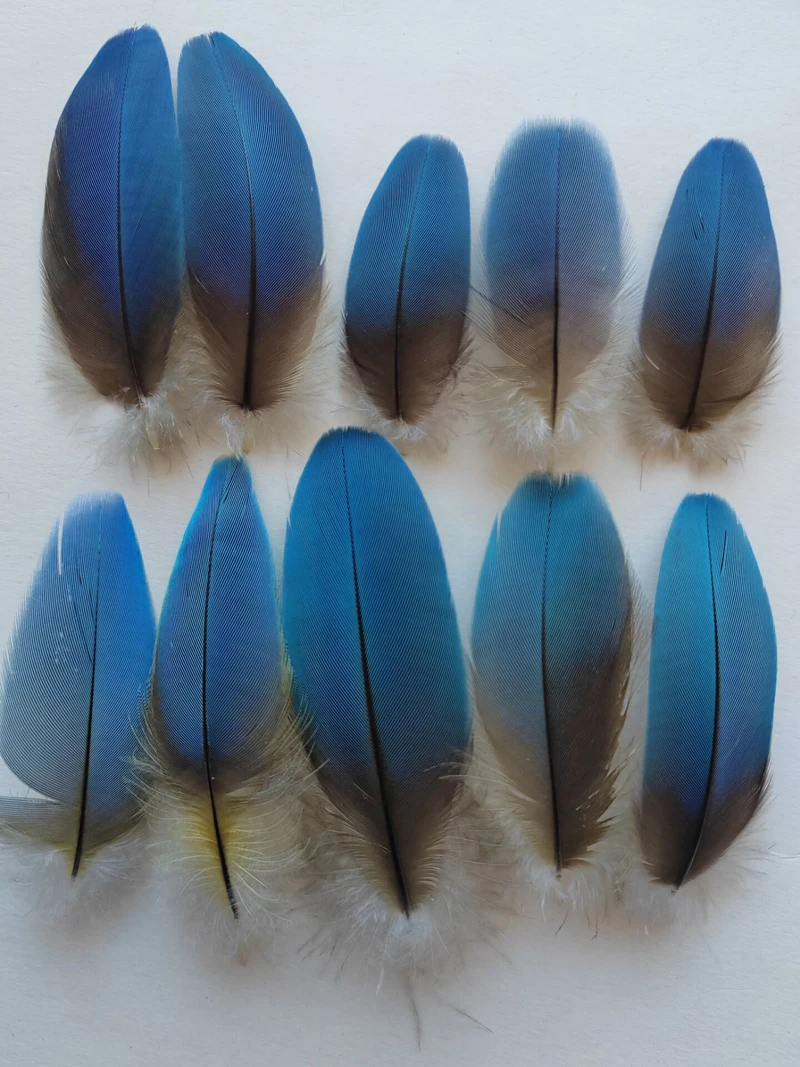 

10 шт./лот! Перья природного синего попугая, оперение попугая FEATHERS длиной 5-10 см, верхние перья, используемые для зимородок.