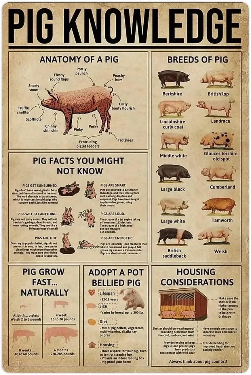 Plaques Métalliques de Connaissance sur les Porcs, Affiches Rétro et Infographies Vintage sur les Porcs, Plaques de Guide pour Éleveurs de Porcs, Panneaux Métalliques d'Information pour la Maison et la Cour