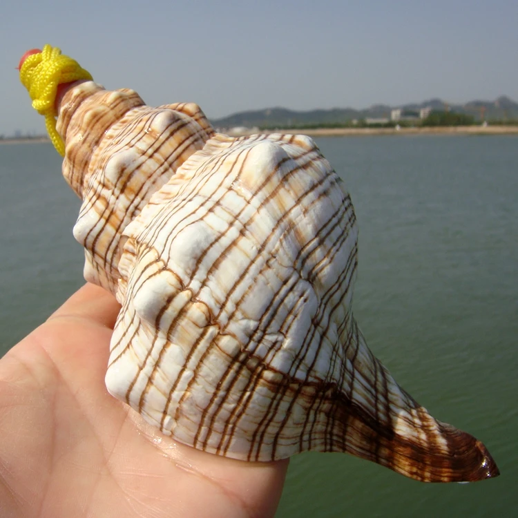 Pleuroploca gigantea,Red Spiral Conch Shell for Fish Tank Decoration, Aquarium Landscape, Large Mediterranean Style
