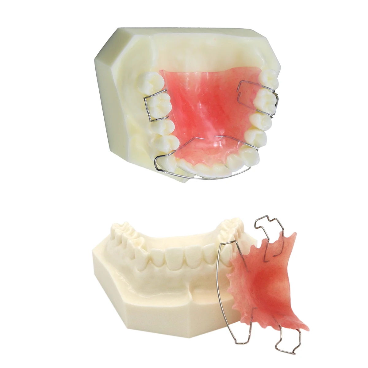 Retenue pour le redressement des dents, espace dentaire parfait pour les étudiants, modèle d'enseignement des dents