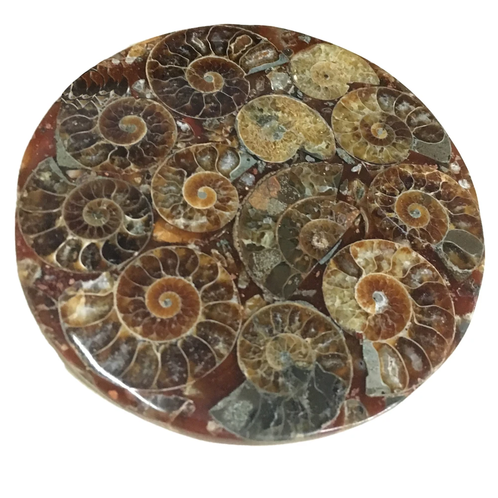 

120mm Natural Ammonite Slice Plate Ocean Snail Conch Stone Madagascar Mineral Specimen For Decoration Display