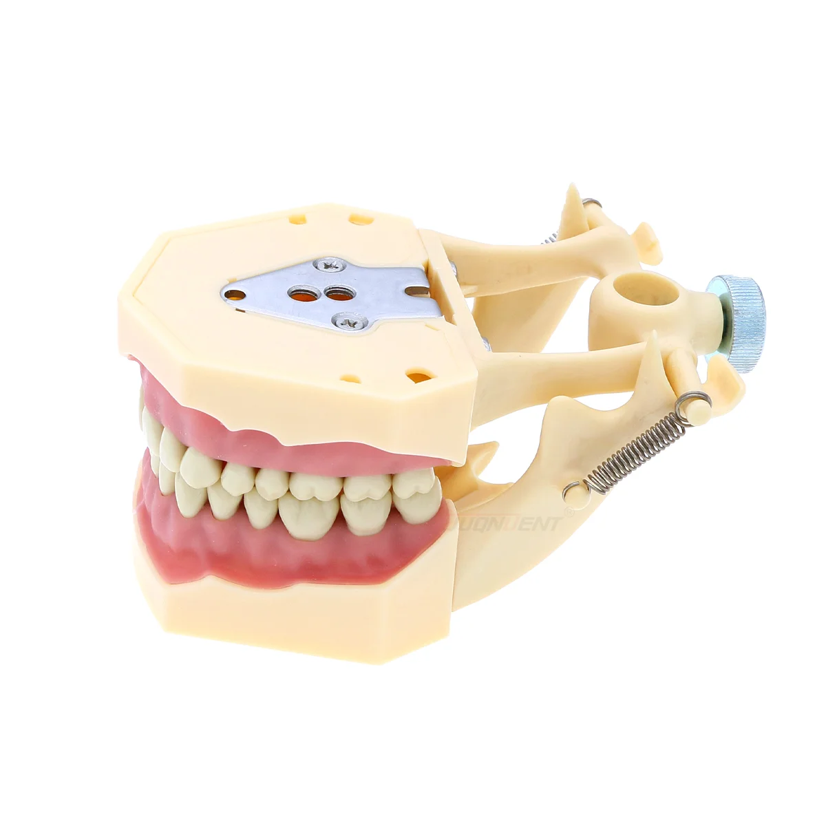 Dental Teeth Model Simulation Practice Model with 32 Screw-in Replaceable Teeth Used for Tooth Preparation Fit Frasaco AG3 Type